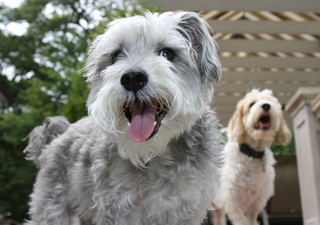 Illustration for article titled Shooting Challenge Pets Gallery 7